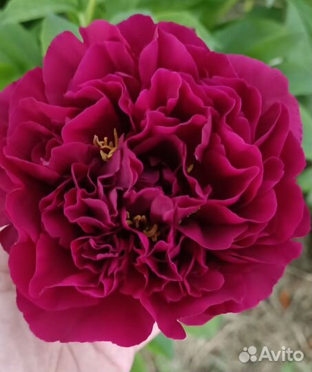 Пион Old Faithful