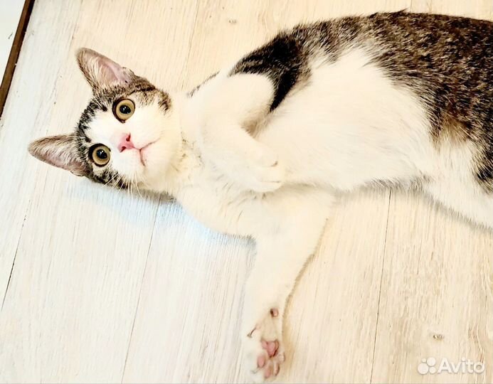 Молодая кошечка в добрые руки