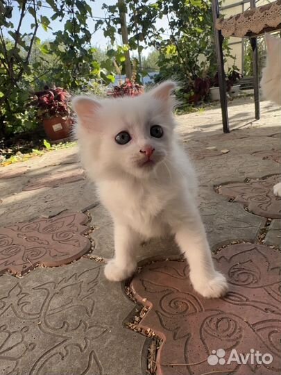 Белый котенок