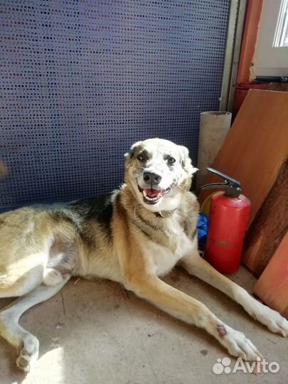 В добрые руки