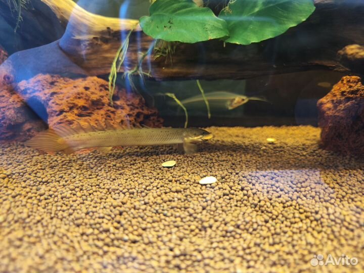 Полиптерус