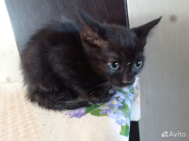 Кошка в дар