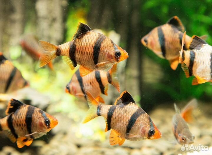 Аквариумные рыбки и растения