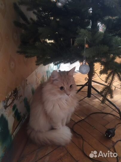 Кошечка в добрые руки