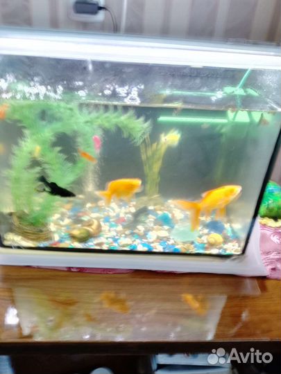Аквариум с рыбками