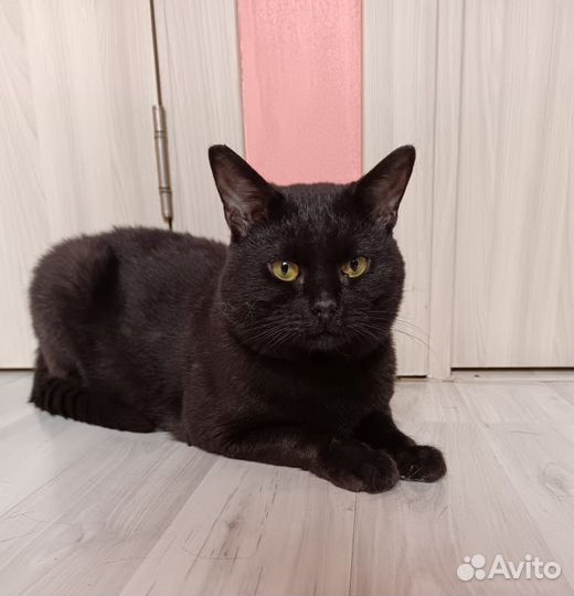 Кот в добрые руки