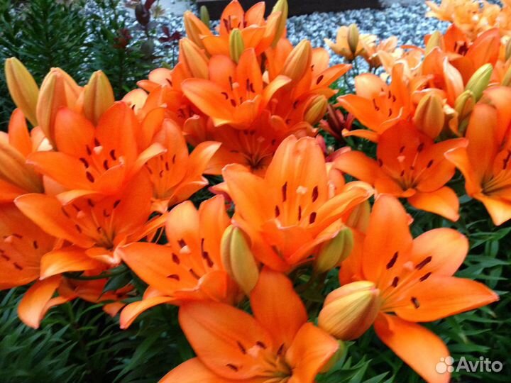 Шикарные лилии