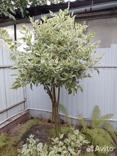 Дерен элегантиссима