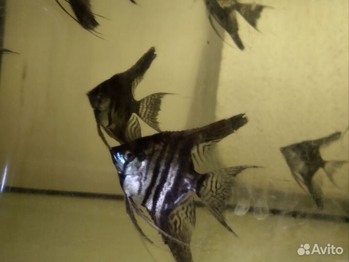 Аквариумные рыбки