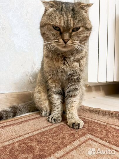 Шотландская Кошка