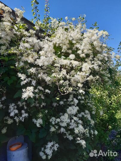 Клематис виноградолистный