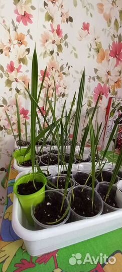 Финиковая пальма