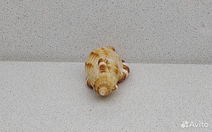 Циматиум Пилеар 8,2 морская ракушка раковина