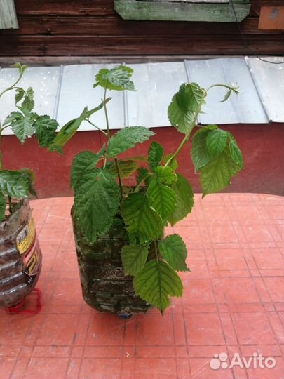 Ежевика безшипая Полар