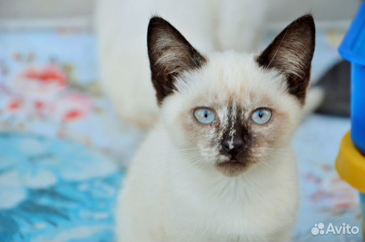Котенок 3 месяца