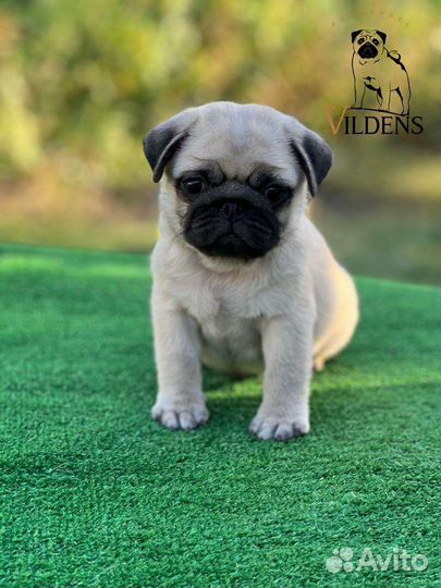 Щенки мопса