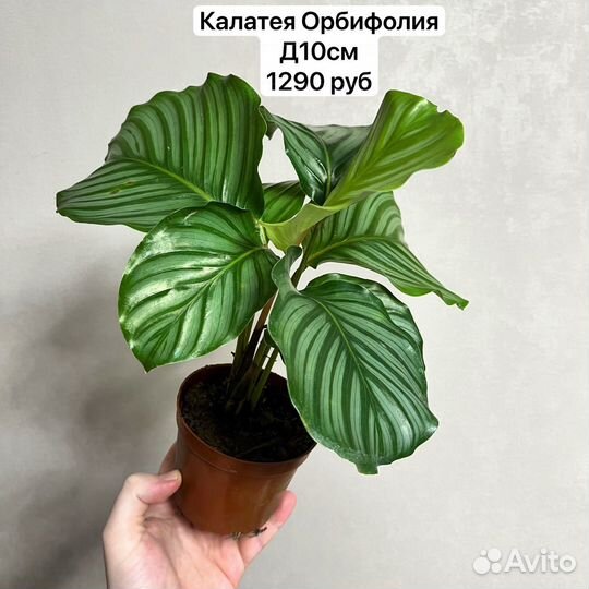 Калатея комнатное растение