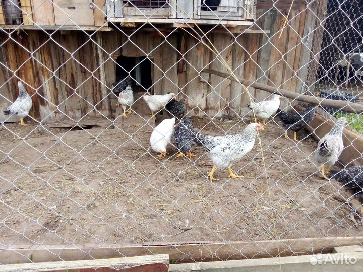 Молодые петушки