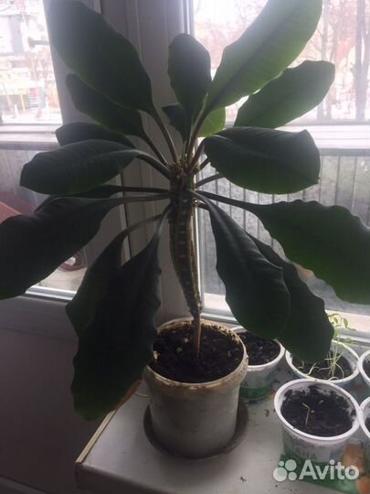 Комнатные цветы пальма