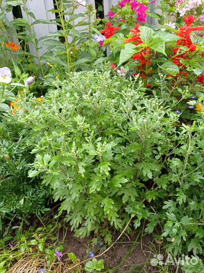 Хризантема мультифлора