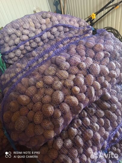 Семенной картофель