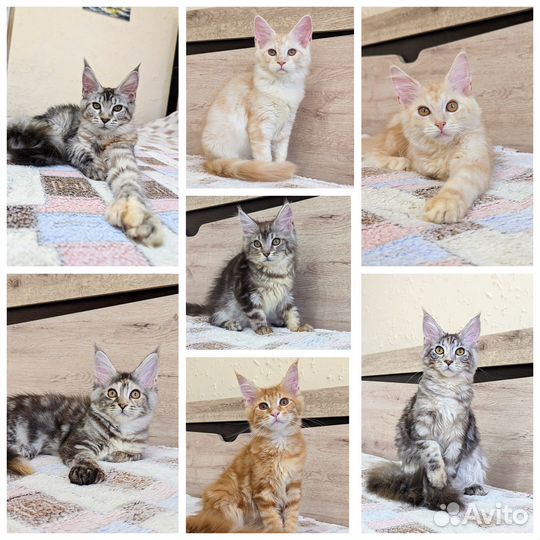 Котята мейн-кун