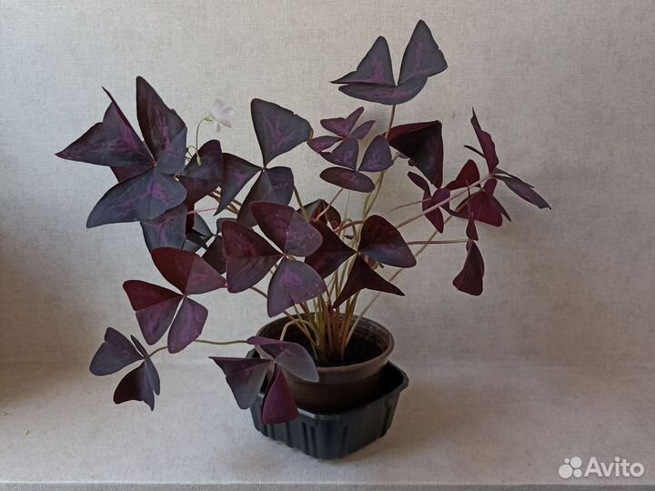 Оксалис (кислица)