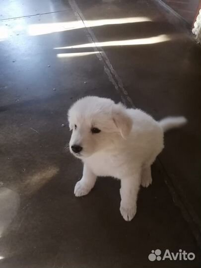 Щенок лайки в добрые руки (девочка )