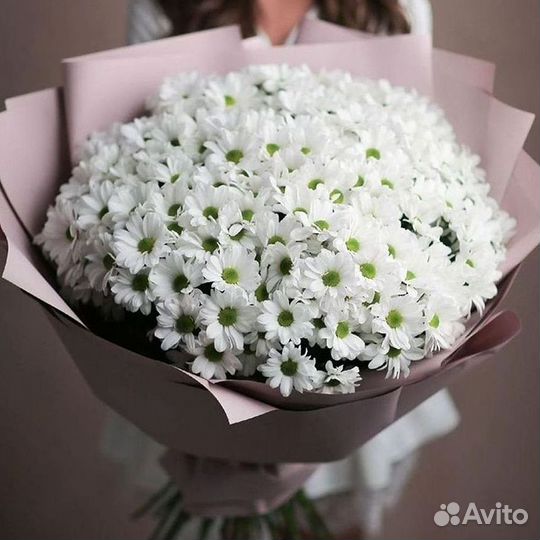 Хризантема Цветы Доставка