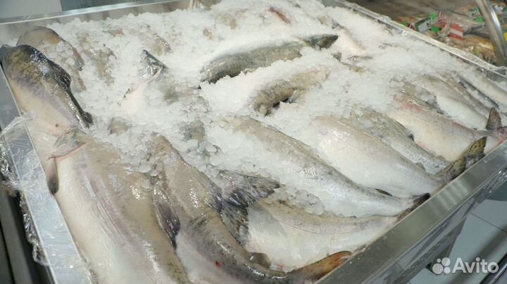 Готовый рыбный магазин с поставщиками