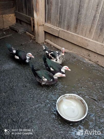 Индоутка мускусная утка