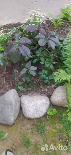 Саженцы девичий виноград