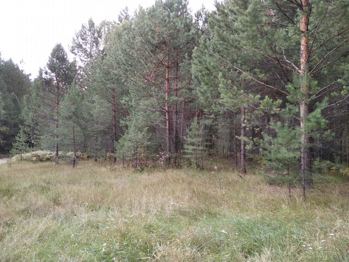 Участок 9,03 га (ИЖС)