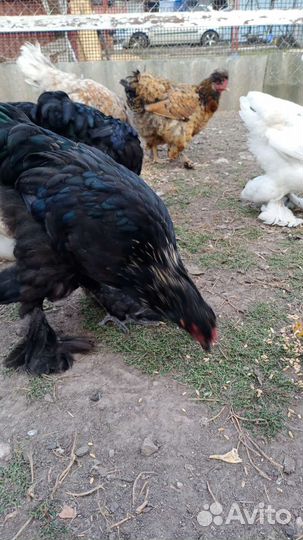 Молодые петушки Брама