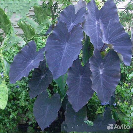 Колоказия Black magic