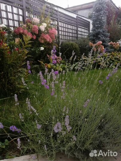 Букет из лаванды