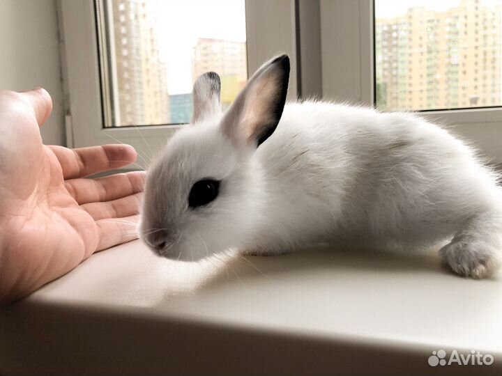 Мини карликовый кролик - самый маленький