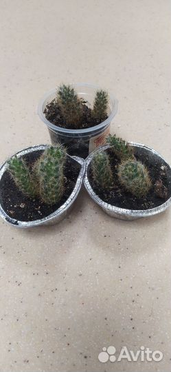 Кактус