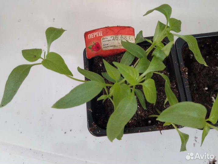 Домашние овощи, зимний огород, для подоконника