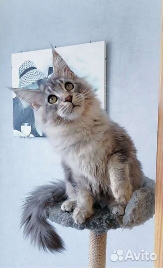 Котята мейн-кун