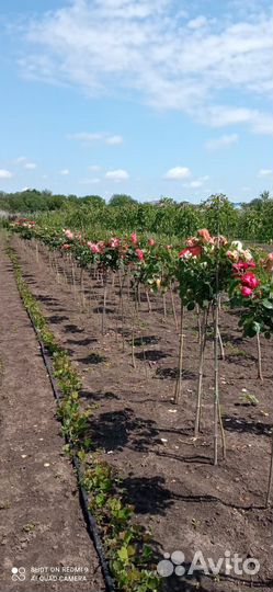 Роза на штамбе