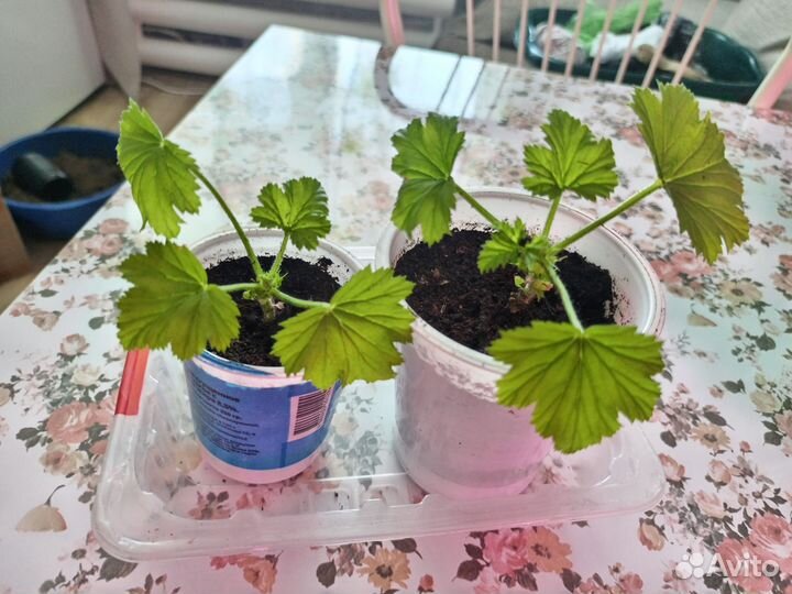 Королевская пеларгония