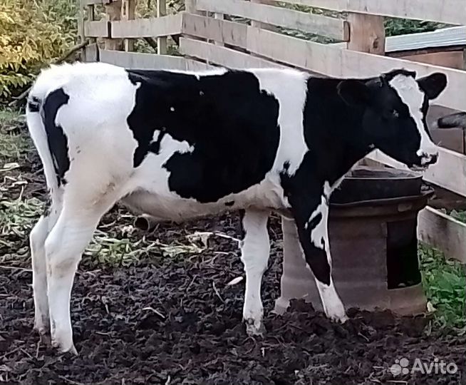 Тёлка 7 месяцев