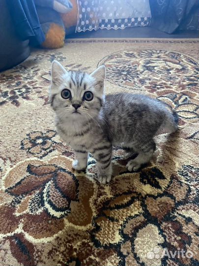Кошечка в добрые руки