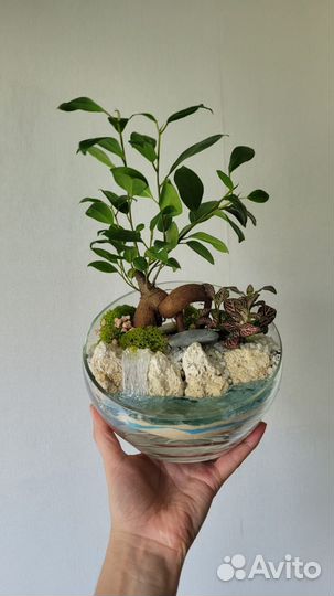 Флорариум бонсай