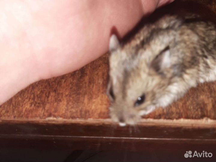 Джунгарский хомяк