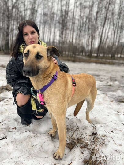 Метис бельгийской овчарки в дар