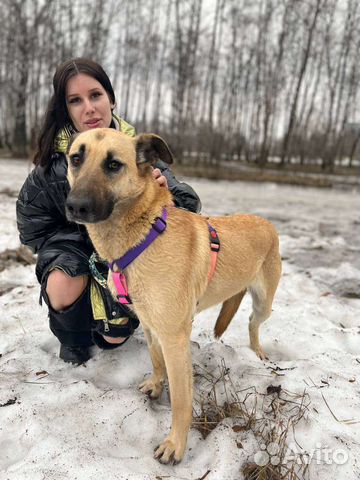 Метис бельгийской овчарки в дар