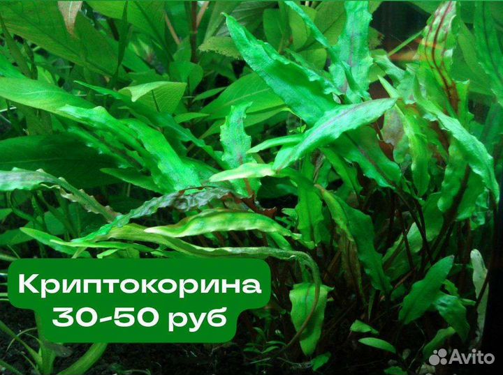 Криптокорина и валиснерия