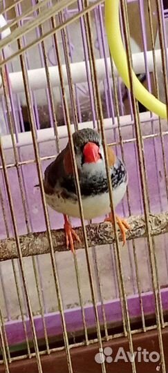 Зебровые амадины